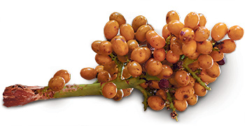 Dvergpalme (Sabal serrulata), som er et av virkestoffene i Sabalix.