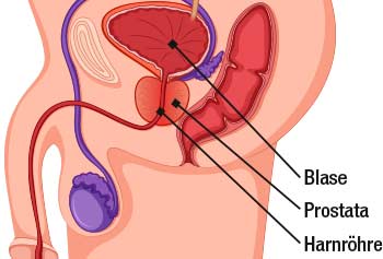 Illustrasjon av prostataen, som kan fa hjelp av Sabalix.